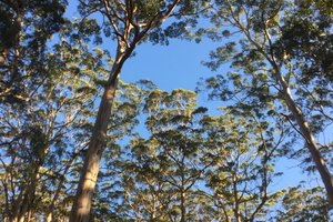 南纳普Nannup
