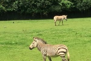 马维尔动物园Marwell Zoo