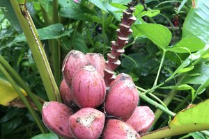 芳香与香料花园Le jardin des parfums et des épices