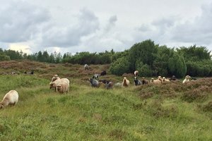 Øby