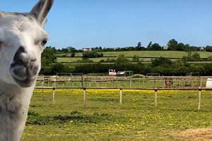 最佳动物农场Farmtastic Animal Farm