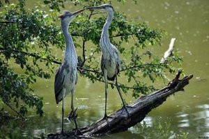 Grande Cariçaie自然保护区Grande Cariçaie nature preser