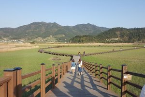 顺天湾自然生态公园Suncheon Bay