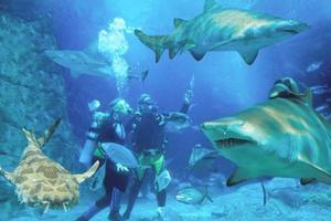 阳光海岸sea水族馆SEA LIFE Sunshine Coast