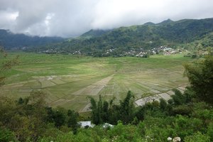 蜘蛛网状稻田Spider web rice field