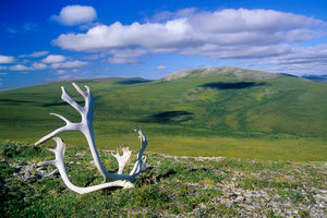 乌恩图特国家公园Vuntut National Park