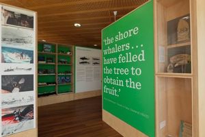 新西兰国家鲸鱼中心The National Whale Centre