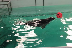 贝加尔海豹表演厅Seal Show