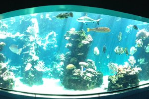 努美阿泻湖水族馆Aquarium des Lagons
