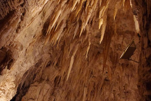 Ruakuri洞Ruakuri Cave