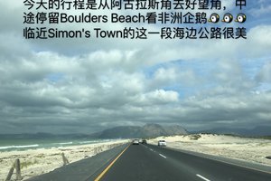 开普敦企鹅聚集地Boulders Penguin Colony