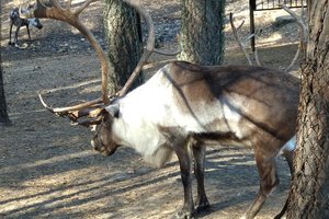 新西伯利亚动物园Novosibirsk Zoo