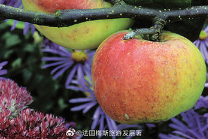 拉克内克西果园Les Jardins Fruitiers