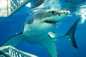 铁笼观鲨Shark Cage Diving