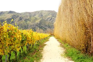 怀塔基葡萄酒地区Waitaki Wine District