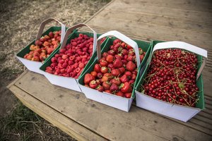哈德缪尔水果农场Wester Hardmuir Fruit Farm