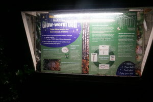 霍基蒂卡螢火蟲幽谷Hokitika Glow-worm Dell
