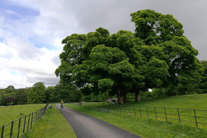 基拉尼国家公园Killarney National Park