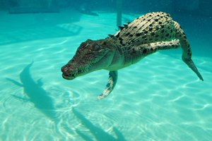 鳄鱼峡谷主题公园Crocosaurus Cove