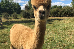 基石羊驼牧场Cornerstone Alpaca Stud