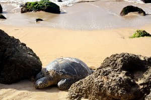 Laniakea Beach