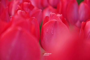 海湾花园Poldertuin