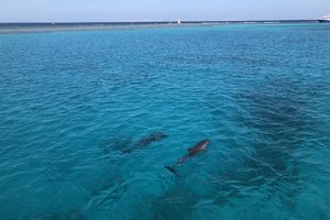 吉夫岛Giftun Island