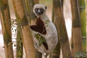 塔纳动植物园Tsimbazaza Zoo