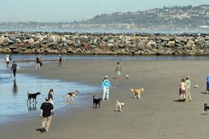 Dog Beach