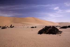 7号沙丘Dune 7