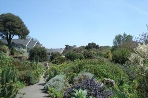 文特诺植物园Ventnor Botanic Garden
