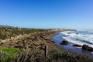 海象滩Point Piedras Blancas