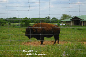 Fossil Rim 野生动物保护区Fossil Rim Wildlife Center