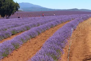 布莱德斯托薰衣草农场Bridestowe Lavender Farm