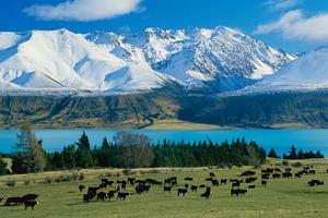 Tasman Downs Station