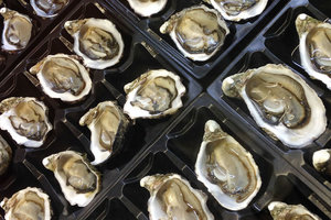 生蚝农场之旅Oyster Farm Tour