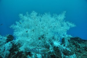 海底观测馆Underwater Observatory