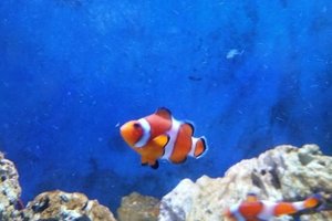 布莱克浦水族馆Sea Life Blackpool