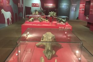 亚的斯亚贝巴博物馆Addis Ababa Museum