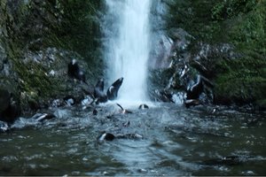 Ohau Stream and Waterfall Walkway
