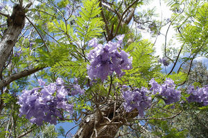 马斯克林群岛国家植物园Mascarin  Botanical Conserva