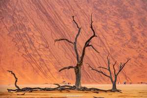死亡谷Dead Vlei