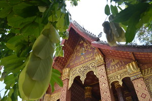 神佛寺Wat Sene