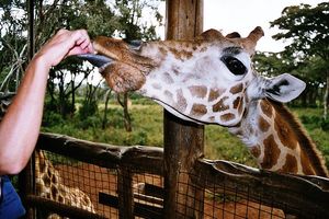 长颈鹿公园Langata Giraffe Centre