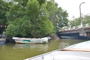 红树林Mangrove Cave