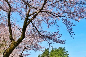 济州大学樱花路