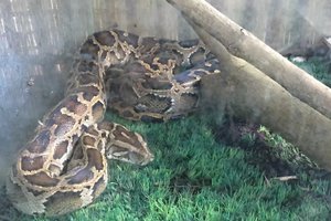 蛇之家Snake House