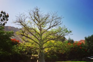 艾因盖迪自然保护区Ein Gedi Reserve