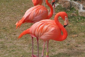 火烈鸟公园Ardastra Gardens &amp; Zoo