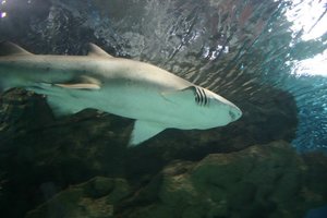 蓝色星球水族馆Blue Planet Aquarium